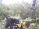 trailcam bear1.jpg